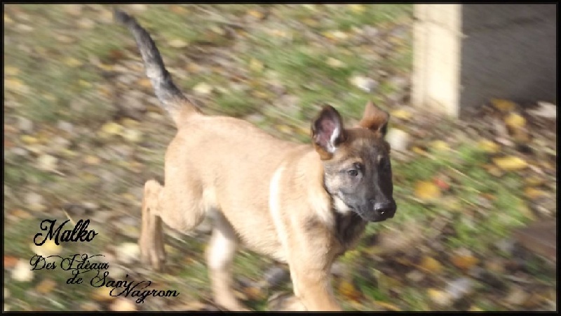 Des Idéaux De Sam'Nagrom - Berger Belge - Portée née le 28/08/2016